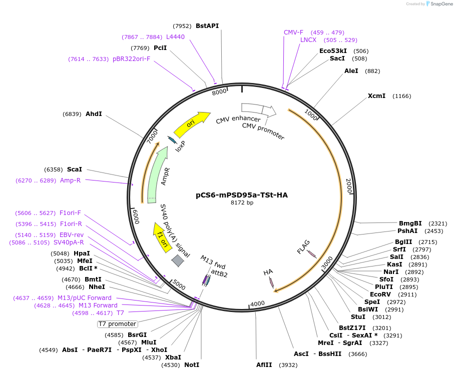 42237-plasmid-map-sequence-id-57043