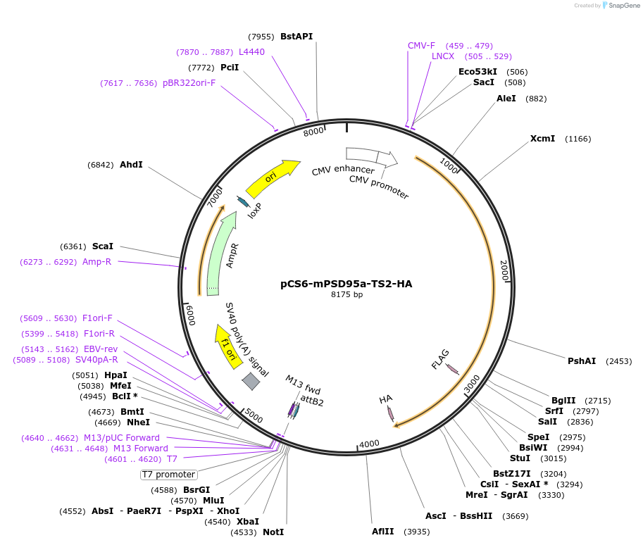 42240-plasmid-map-sequence-id-57044