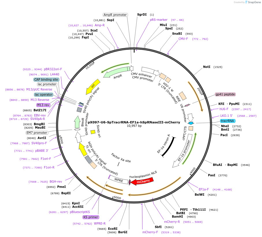41863-plasmid-map-sequence-id-57052