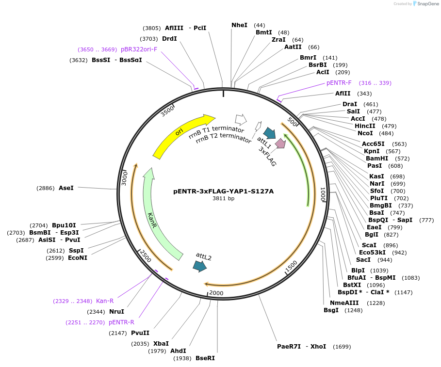 42239-plasmid-map-sequence-id-57080