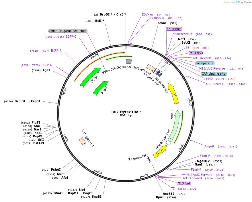 42299-plasmid-map-sequence-id-57102