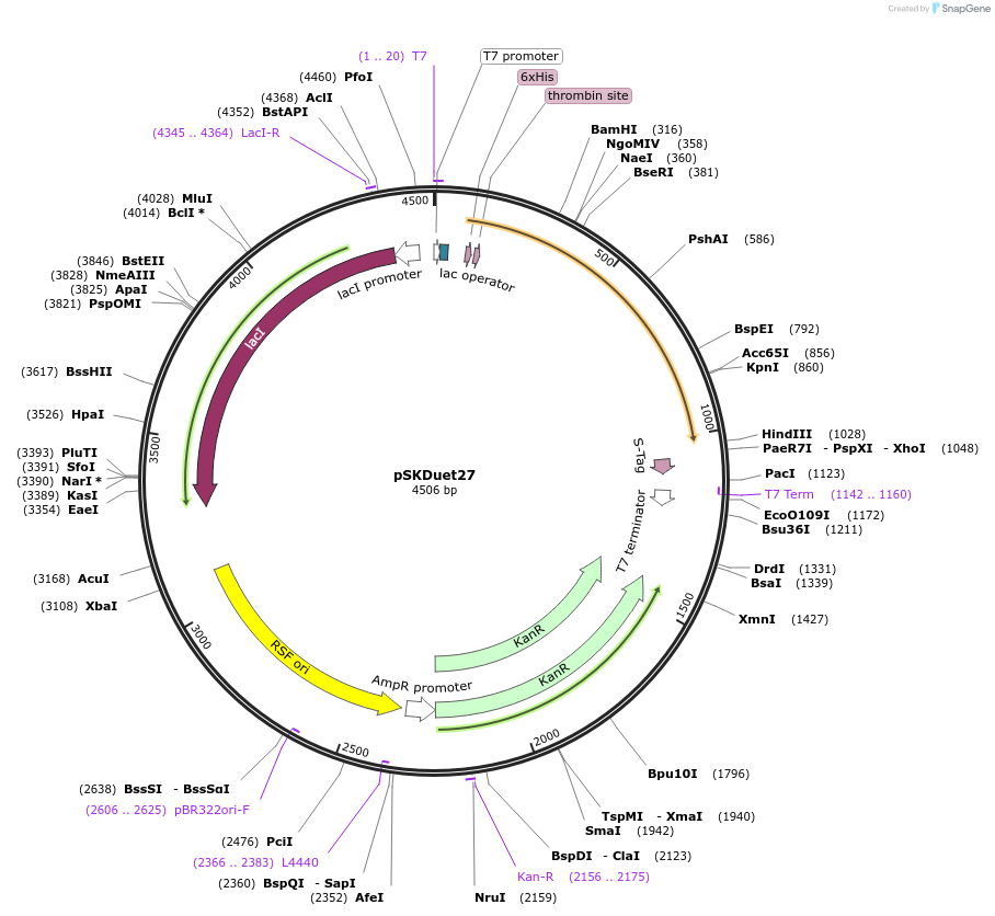 41698-plasmid-map-sequence-id-57155