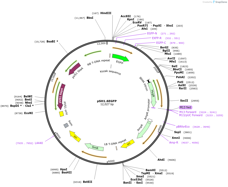 42323-plasmid-map-sequence-id-57162
