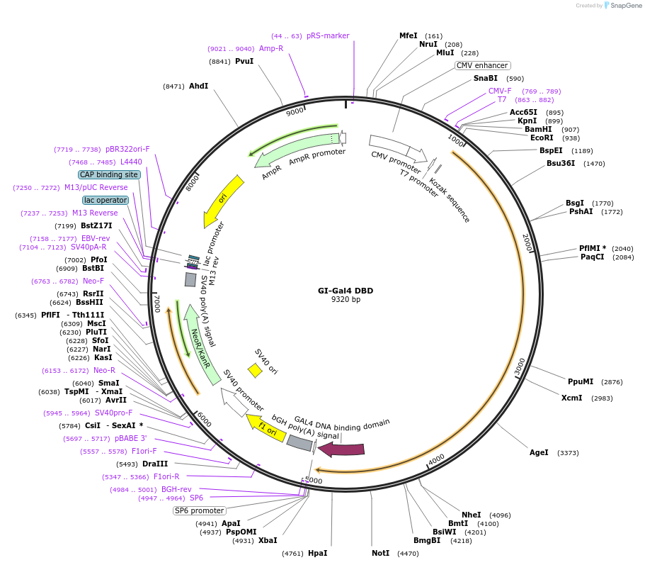 42500-plasmid-map-sequence-id-57340