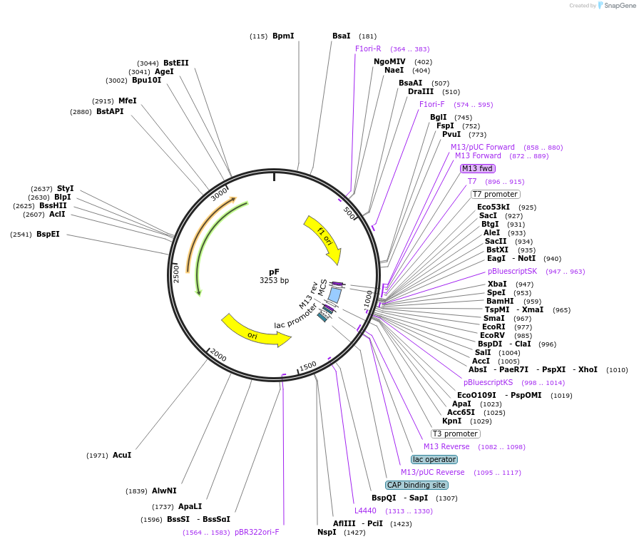 42519-plasmid-map-sequence-id-57350