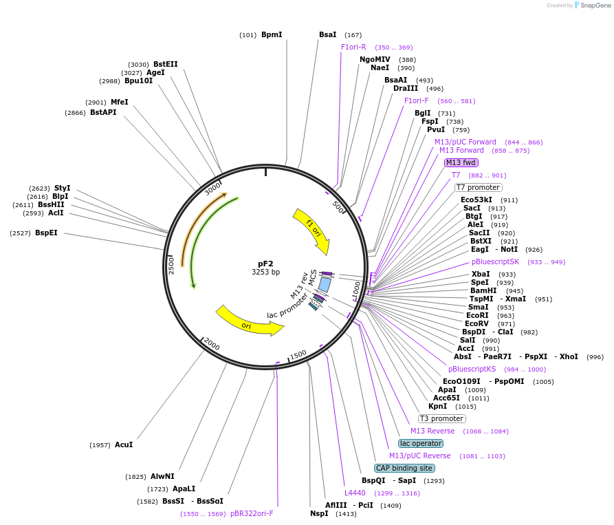 42520-plasmid-map-sequence-id-57351