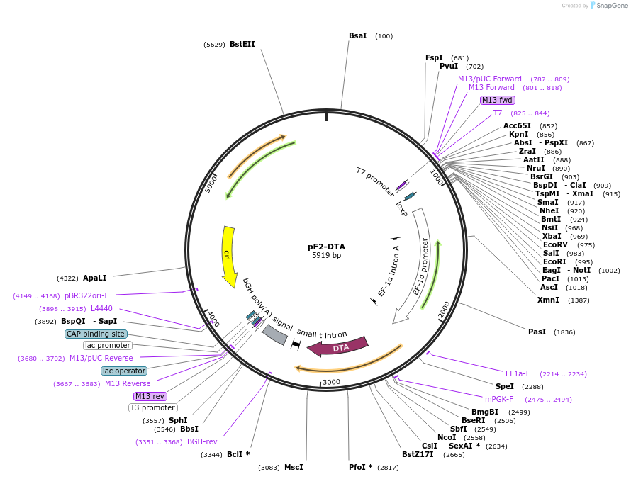 42521-plasmid-map-sequence-id-57365