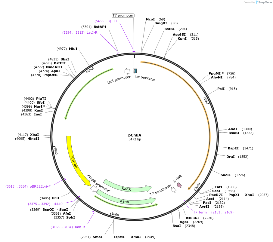 42539-plasmid-map-sequence-id-57411