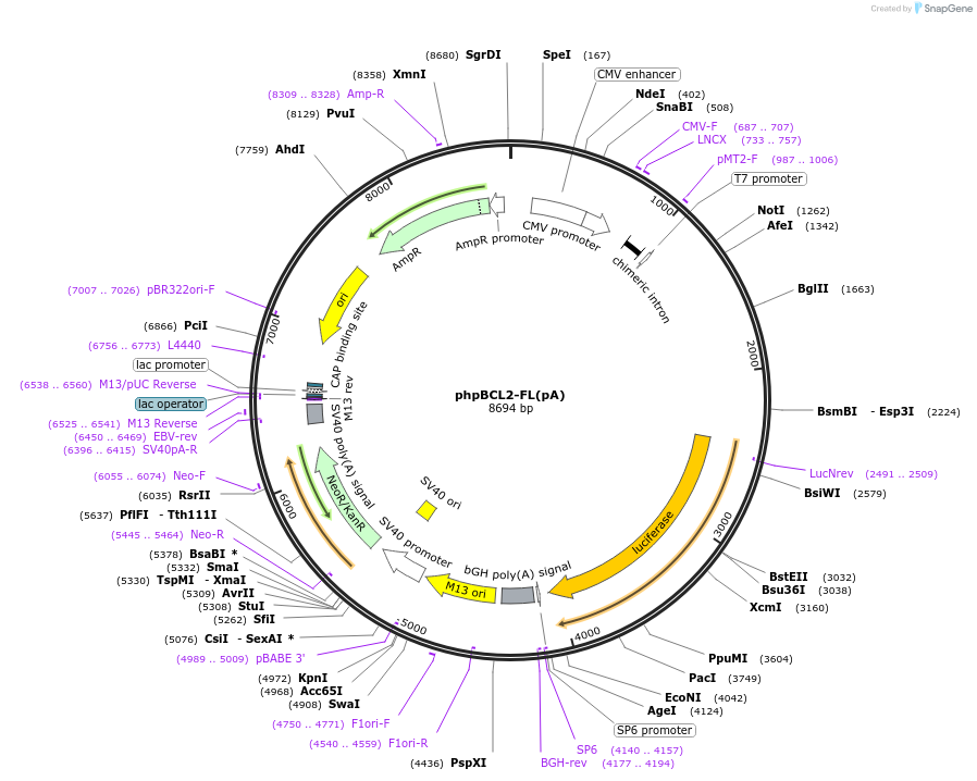 42593-plasmid-map-sequence-id-57559