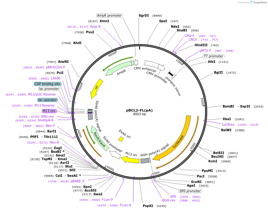 42594-plasmid-map-sequence-id-57561