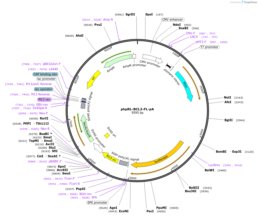 42595-plasmid-map-sequence-id-57562