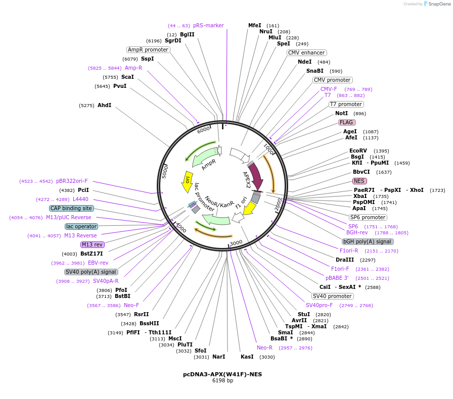 42608-plasmid-map-sequence-id-57673