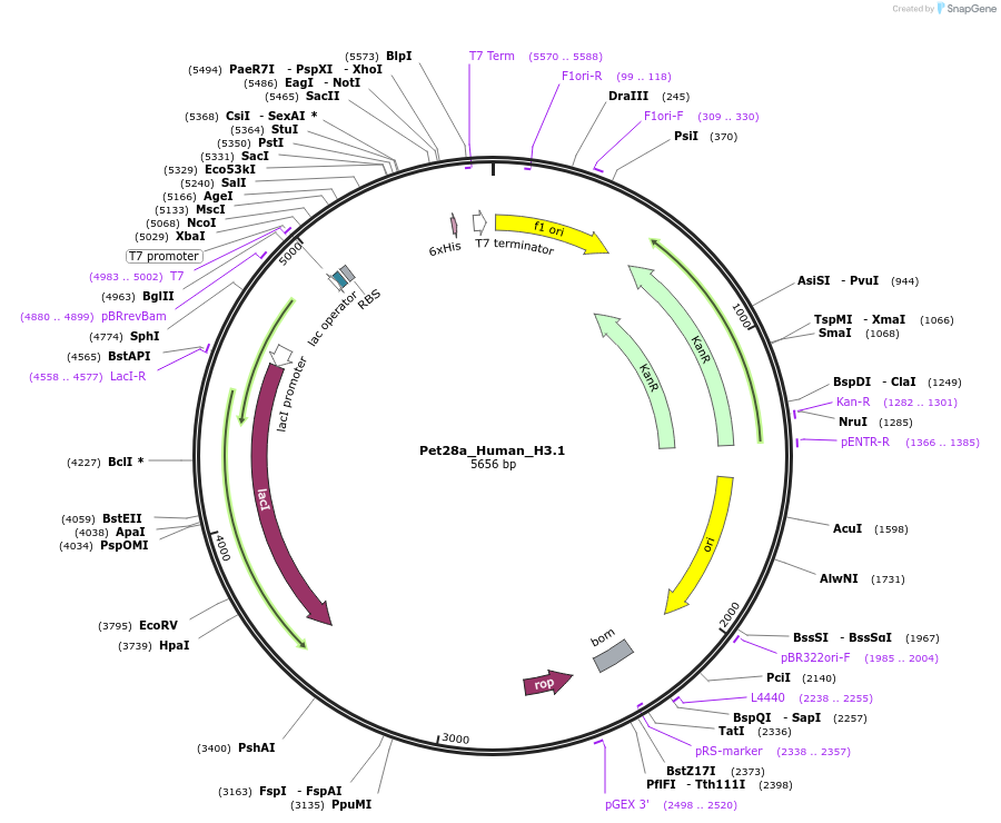 42631-plasmid-map-sequence-id-57746