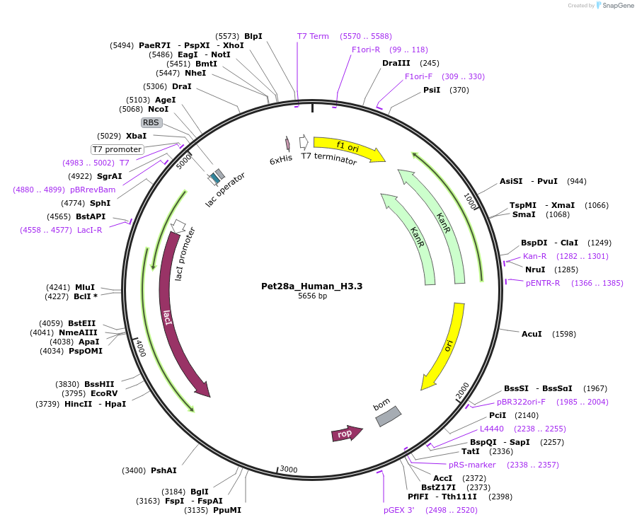 42632-plasmid-map-sequence-id-57747