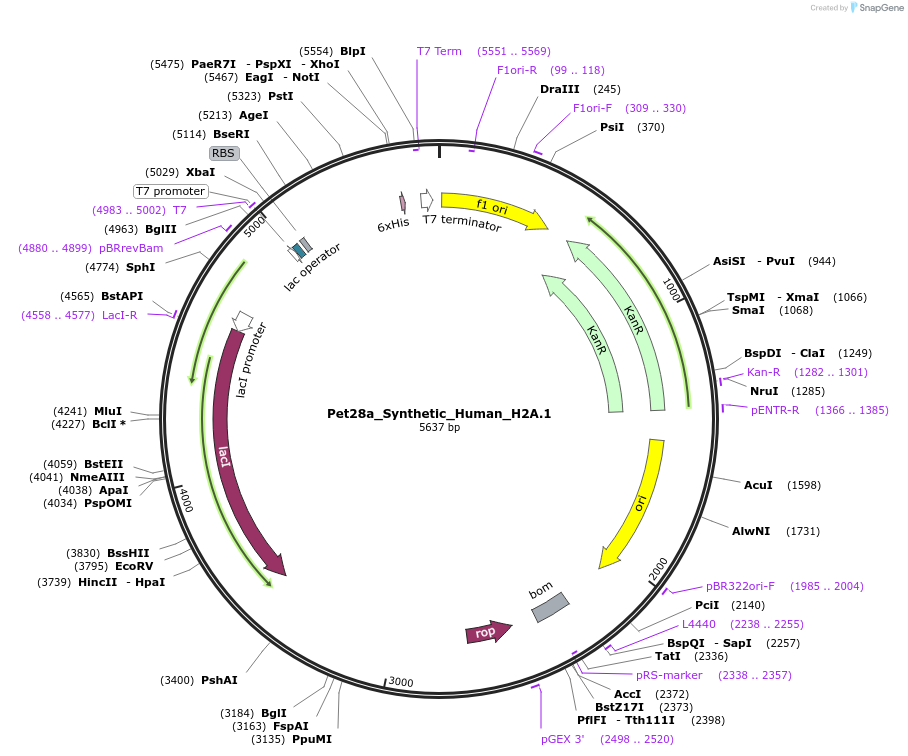 42634-plasmid-map-sequence-id-57749