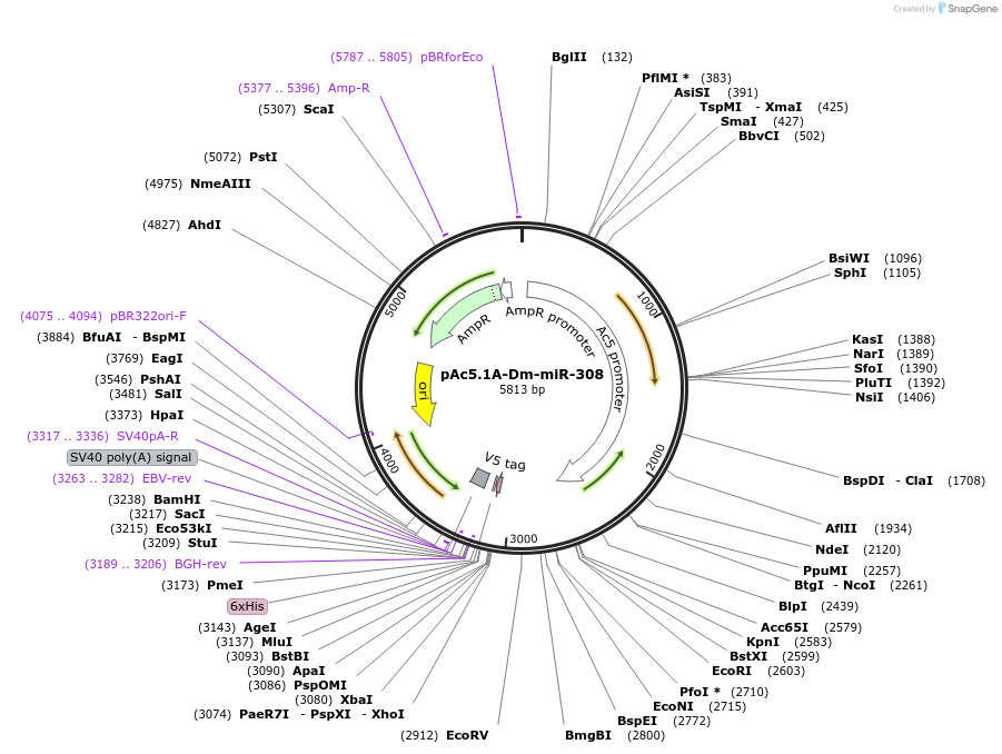 22708-plasmid-map-sequence-id-57766