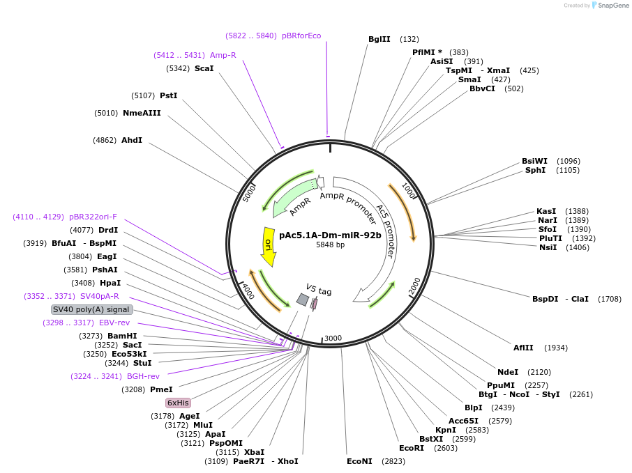22709-plasmid-map-sequence-id-57767