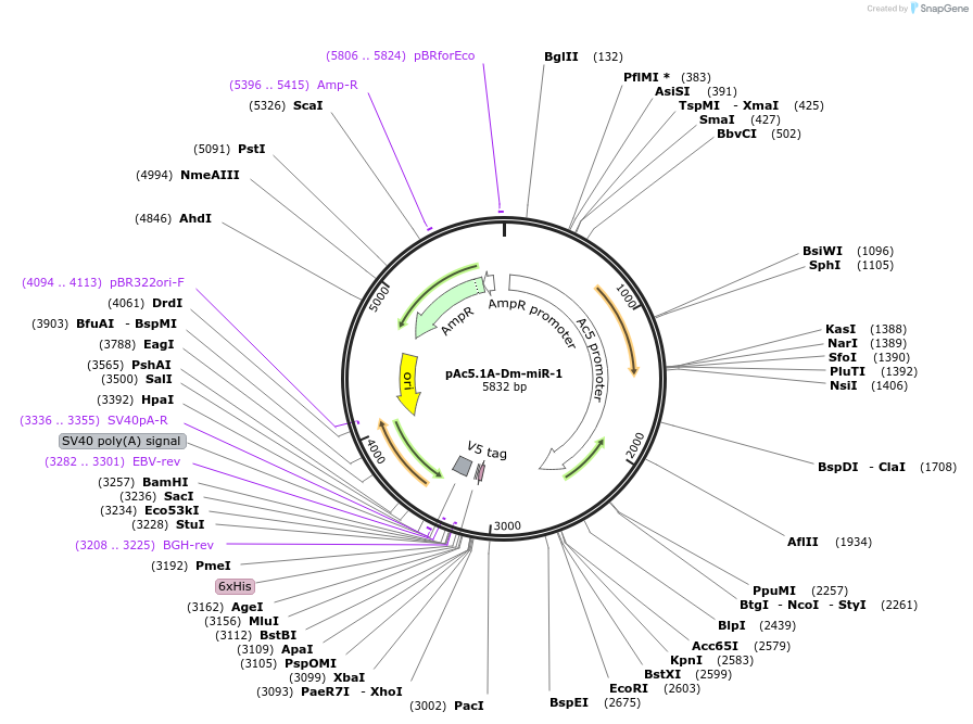 22711-plasmid-map-sequence-id-57771