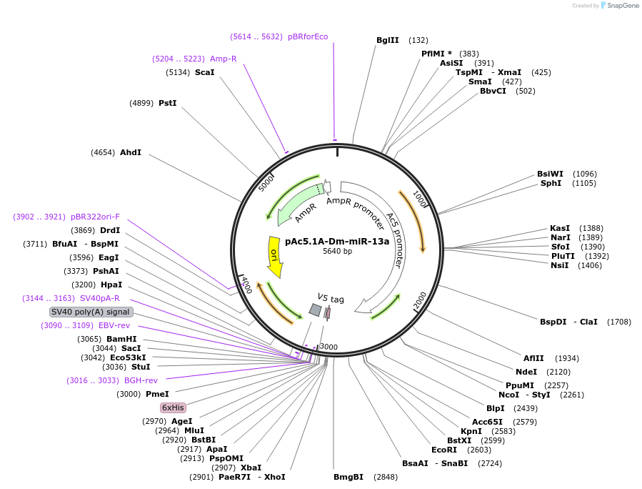 22761-plasmid-map-sequence-id-57772