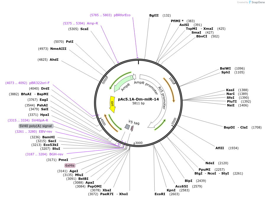 22763-plasmid-map-sequence-id-57774
