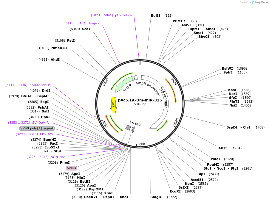 22765-plasmid-map-sequence-id-57776