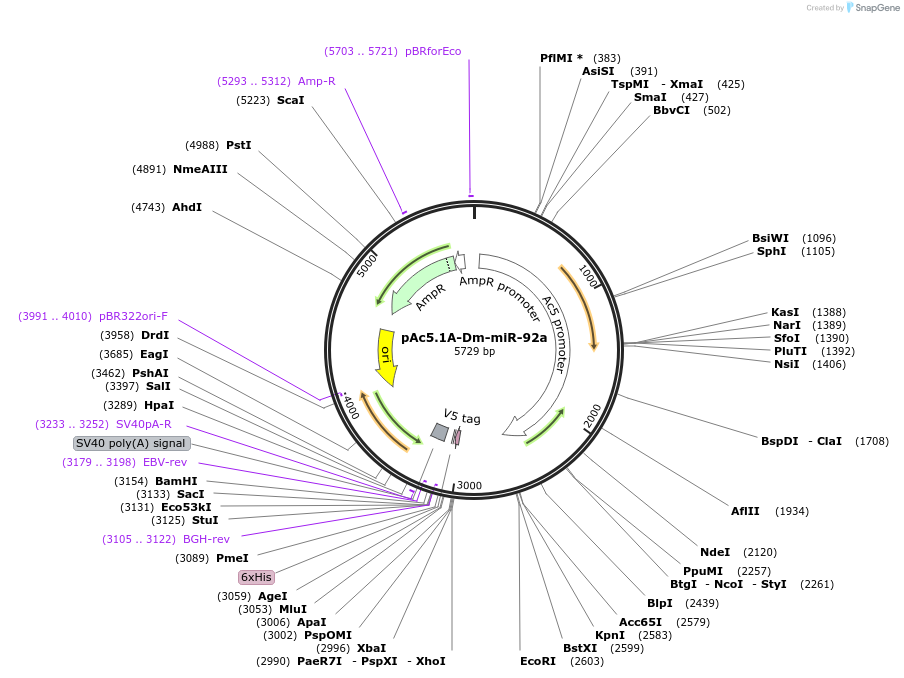 22767-plasmid-map-sequence-id-57777