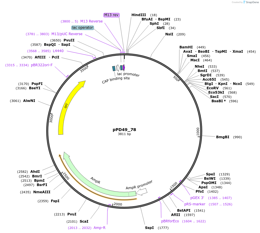 1447-plasmid-map-sequence-id-58