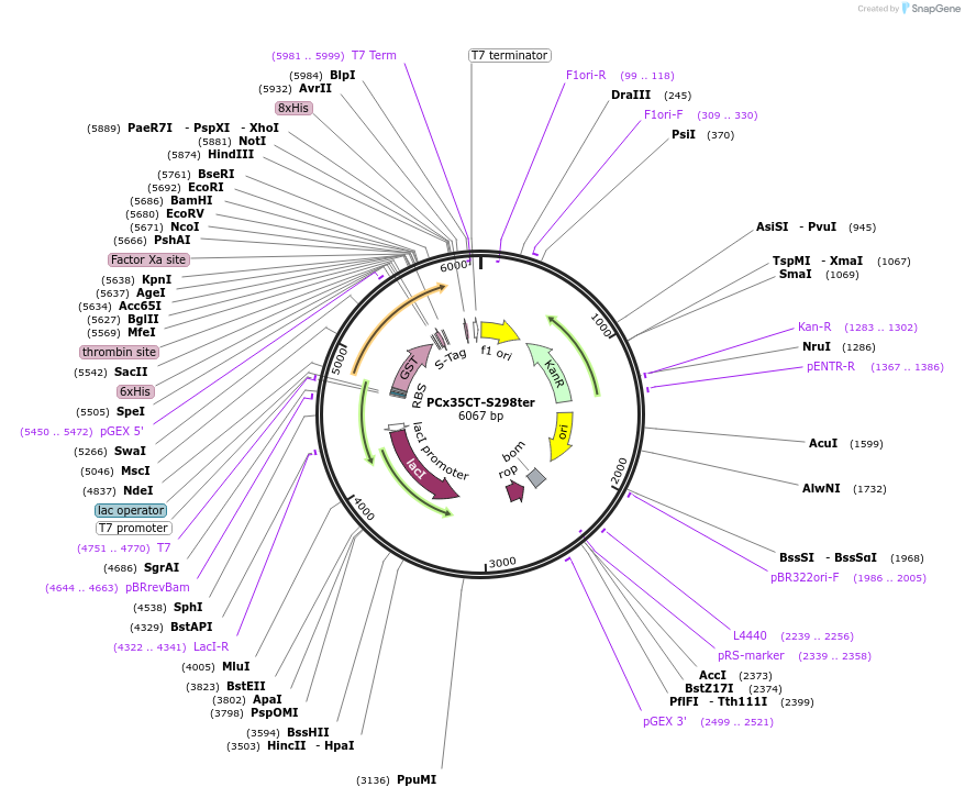 42913-plasmid-map-sequence-id-58069