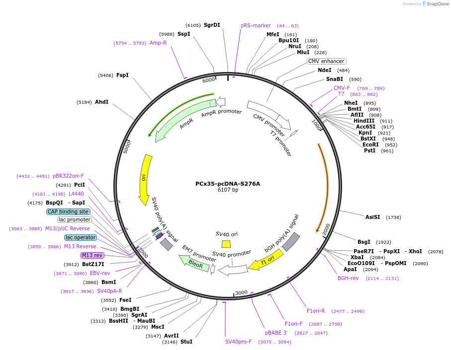 42924-plasmid-map-sequence-id-58091
