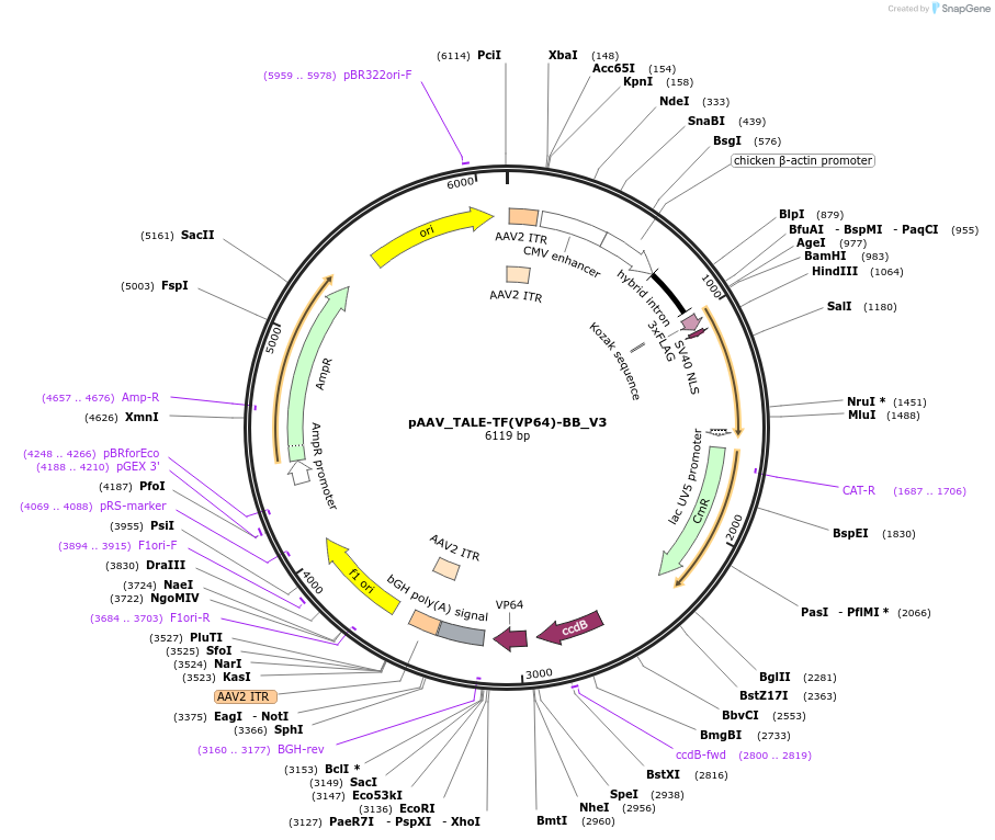 42581-plasmid-map-sequence-id-58101