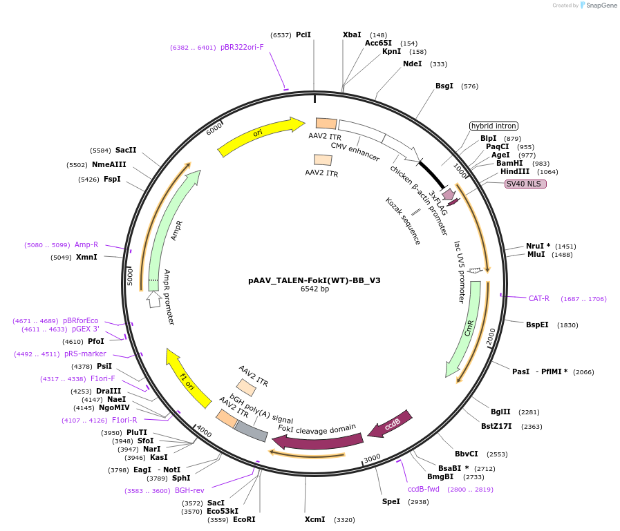42588-plasmid-map-sequence-id-58121
