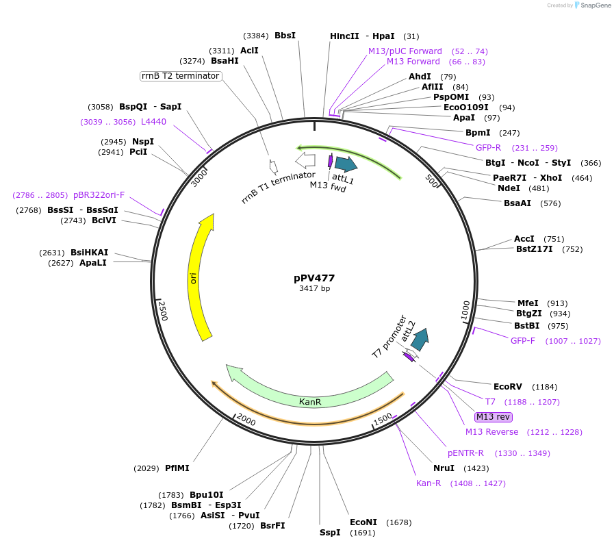 42930-plasmid-map-sequence-id-58193