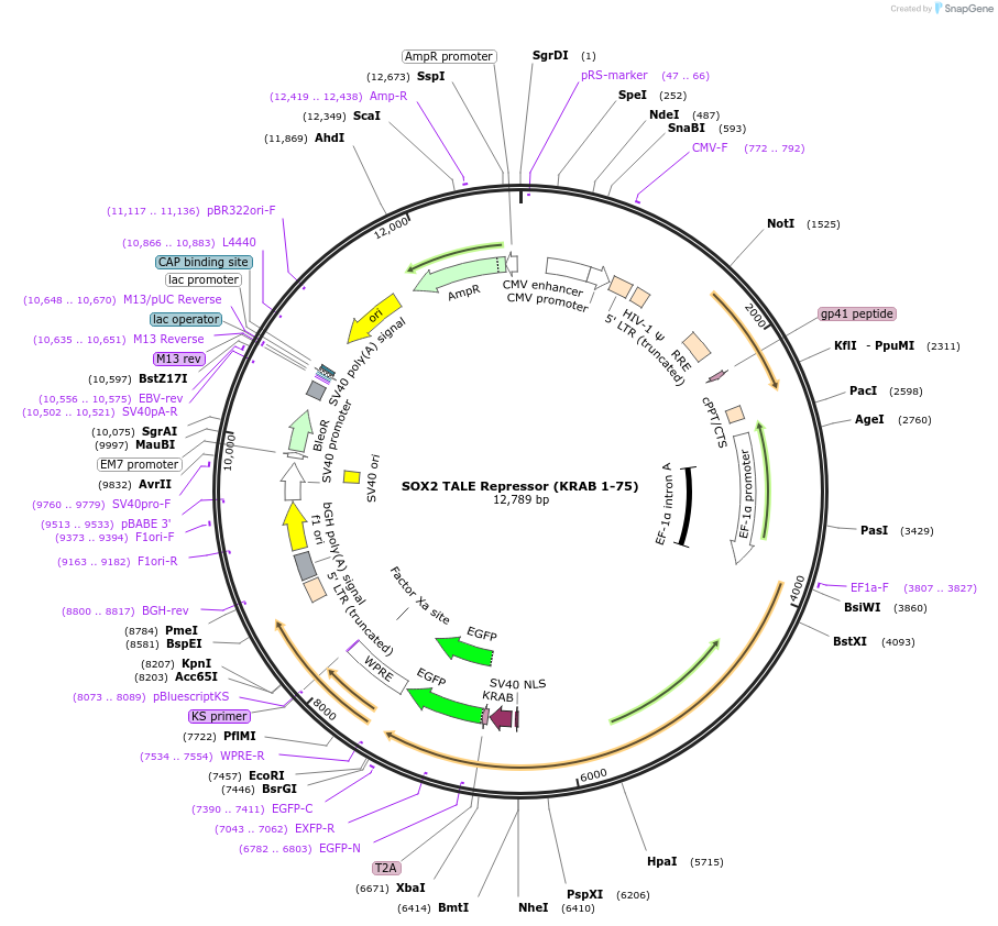 42945-plasmid-map-sequence-id-58216
