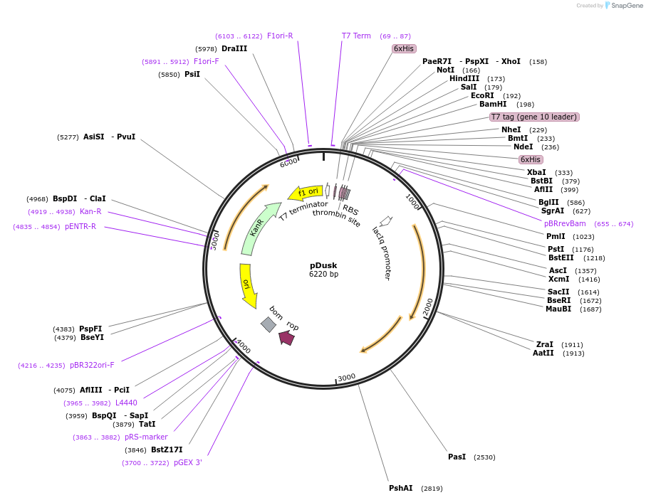 43795-plasmid-map-sequence-id-59070