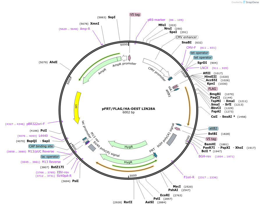 43797-plasmid-map-sequence-id-59111