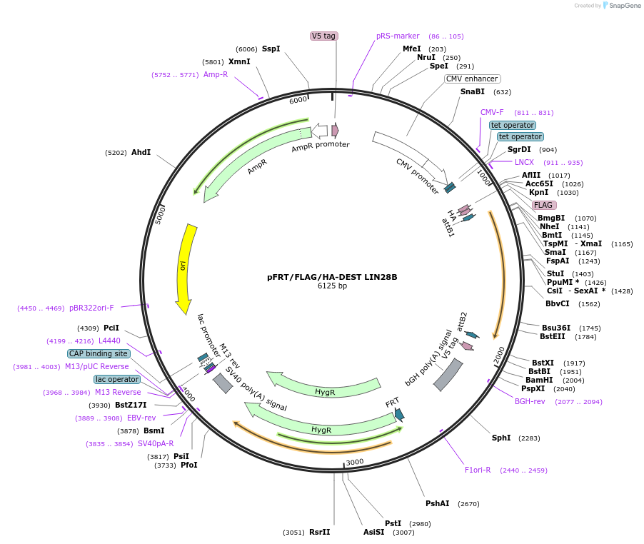 43798-plasmid-map-sequence-id-59114