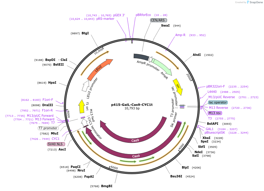 43804-plasmid-map-sequence-id-59154