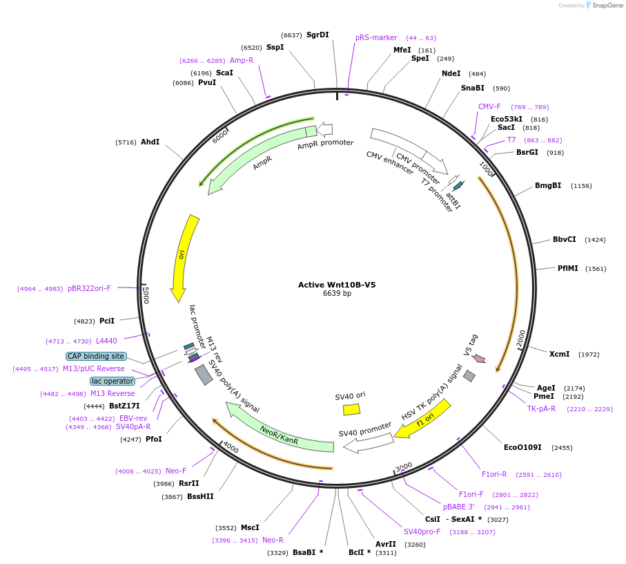 43823-plasmid-map-sequence-id-59158