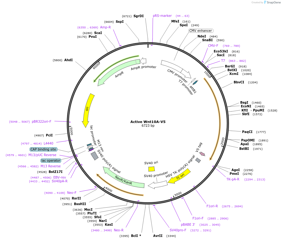 43822-plasmid-map-sequence-id-59159