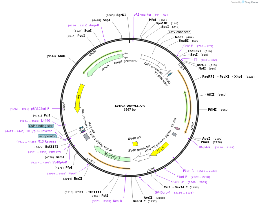 43820-plasmid-map-sequence-id-59162