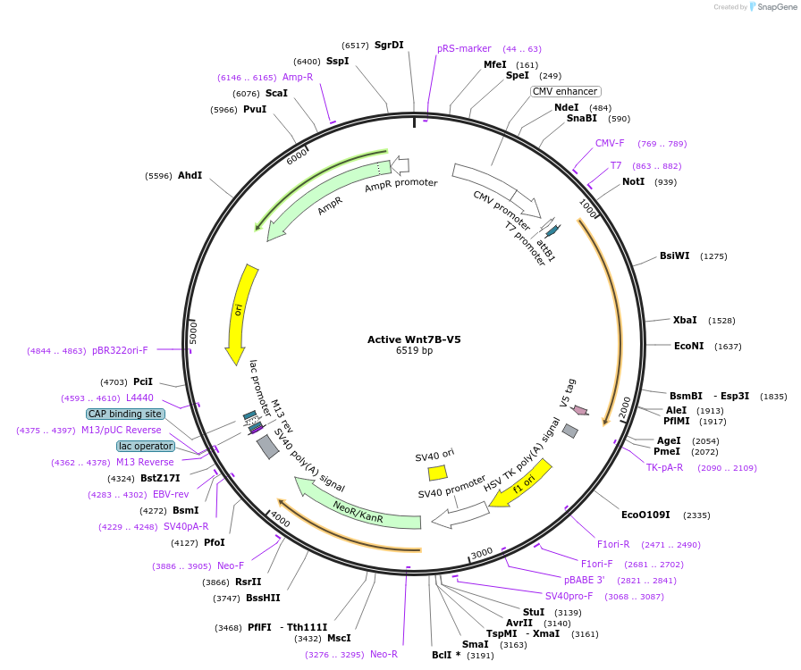 43817-plasmid-map-sequence-id-59165