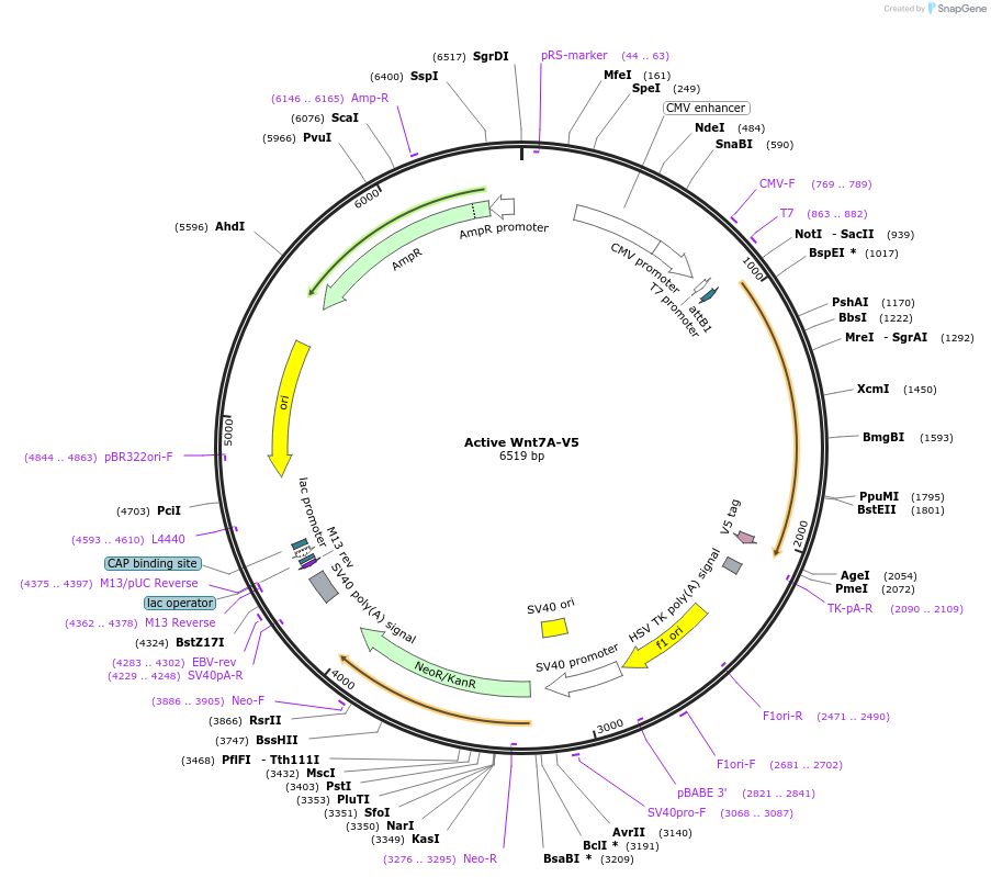 43816-plasmid-map-sequence-id-59166