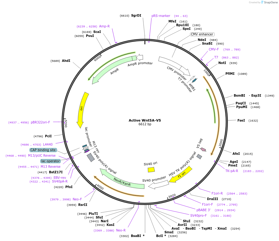 43813-plasmid-map-sequence-id-59169