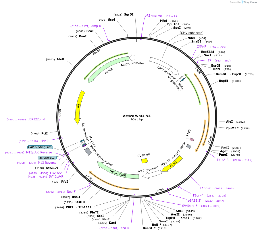 43812-plasmid-map-sequence-id-59170