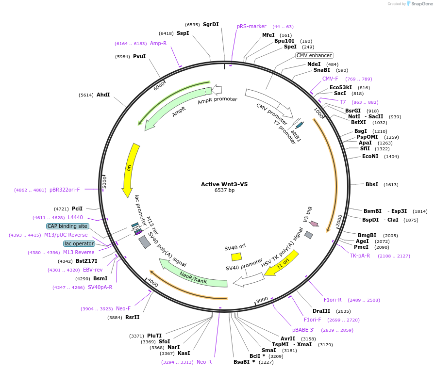 43811-plasmid-map-sequence-id-59171