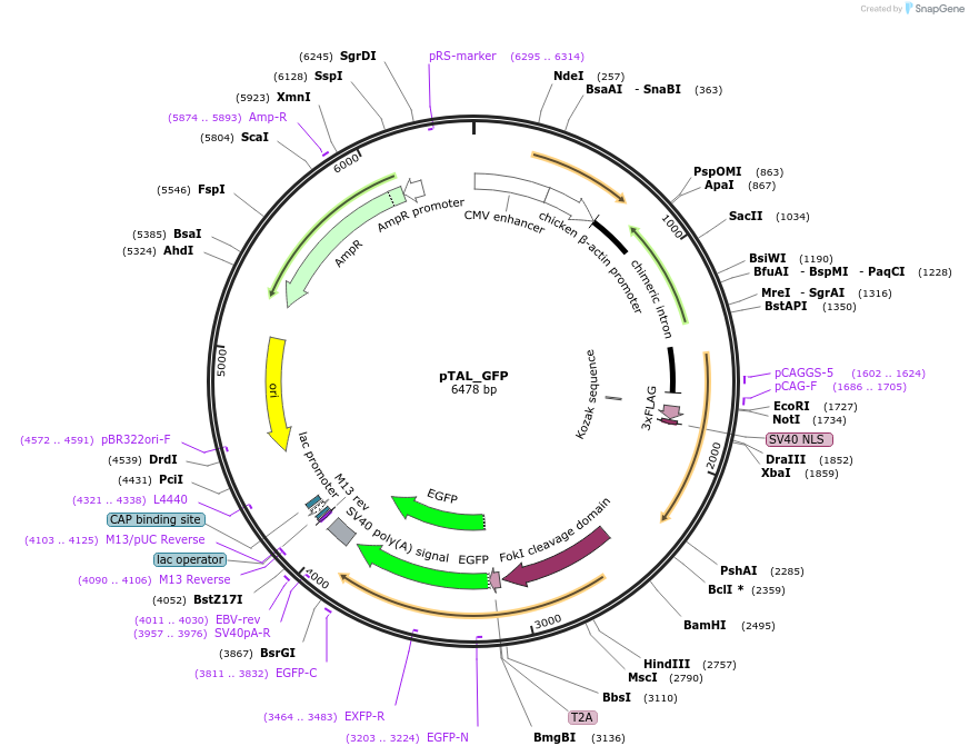43858-plasmid-map-sequence-id-59196