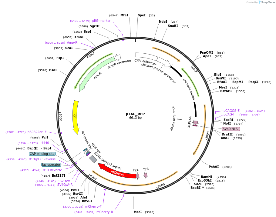 43859-plasmid-map-sequence-id-59199