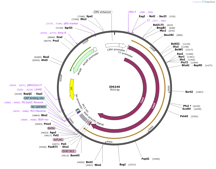 43861-plasmid-map-sequence-id-59200