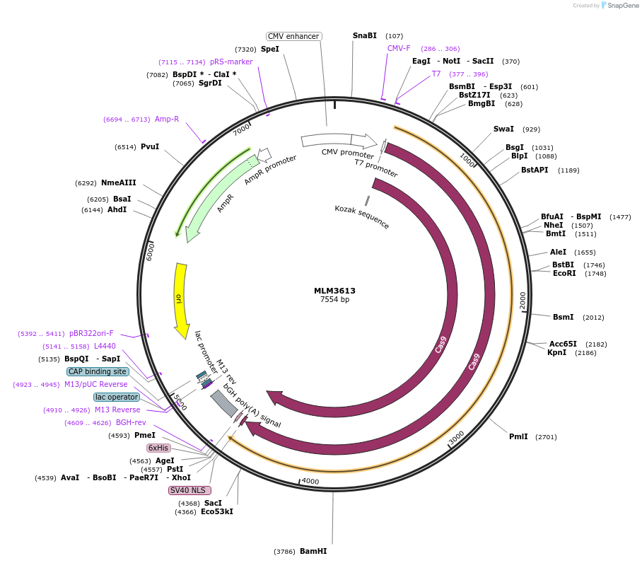 42251-plasmid-map-sequence-id-59208
