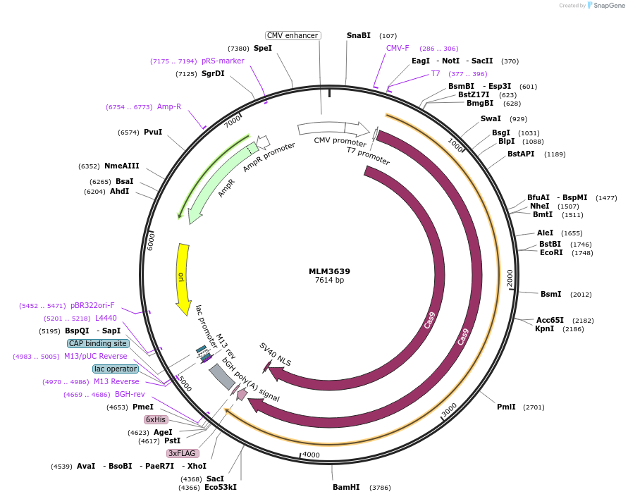 42252-plasmid-map-sequence-id-59209